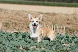 CORGI PEMBROKE 196